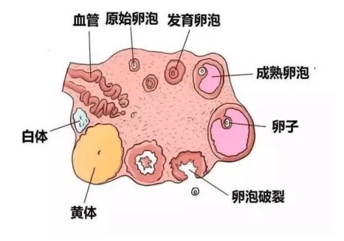 取卵手术并没有那么疼，不孕不育患者不打麻药可忍受